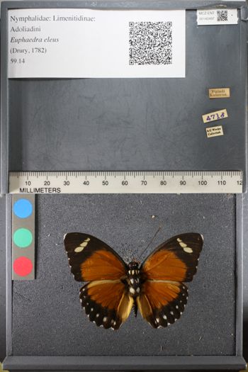 Media type: image;   Entomology 142497